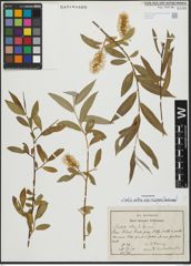Foto von Salix alba subsp. micans (Andersson) Rech. f.